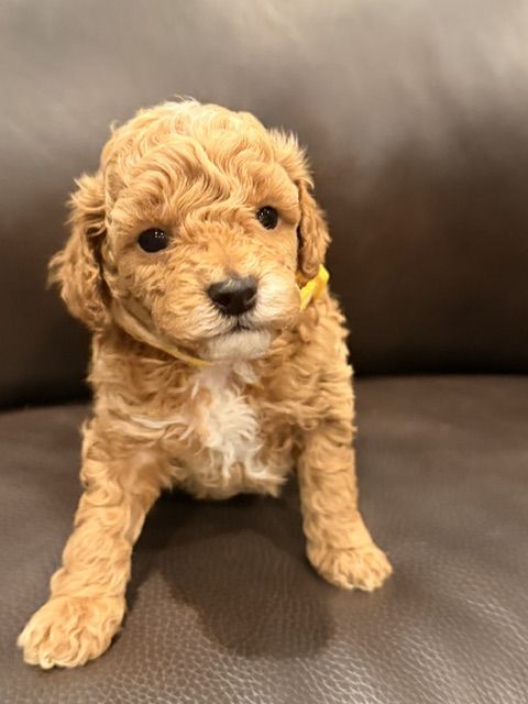 Toy Poodle Pupies