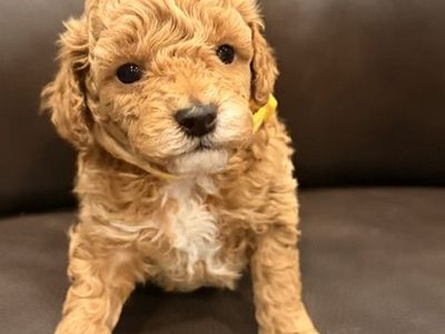 Toy Poodle Pupies