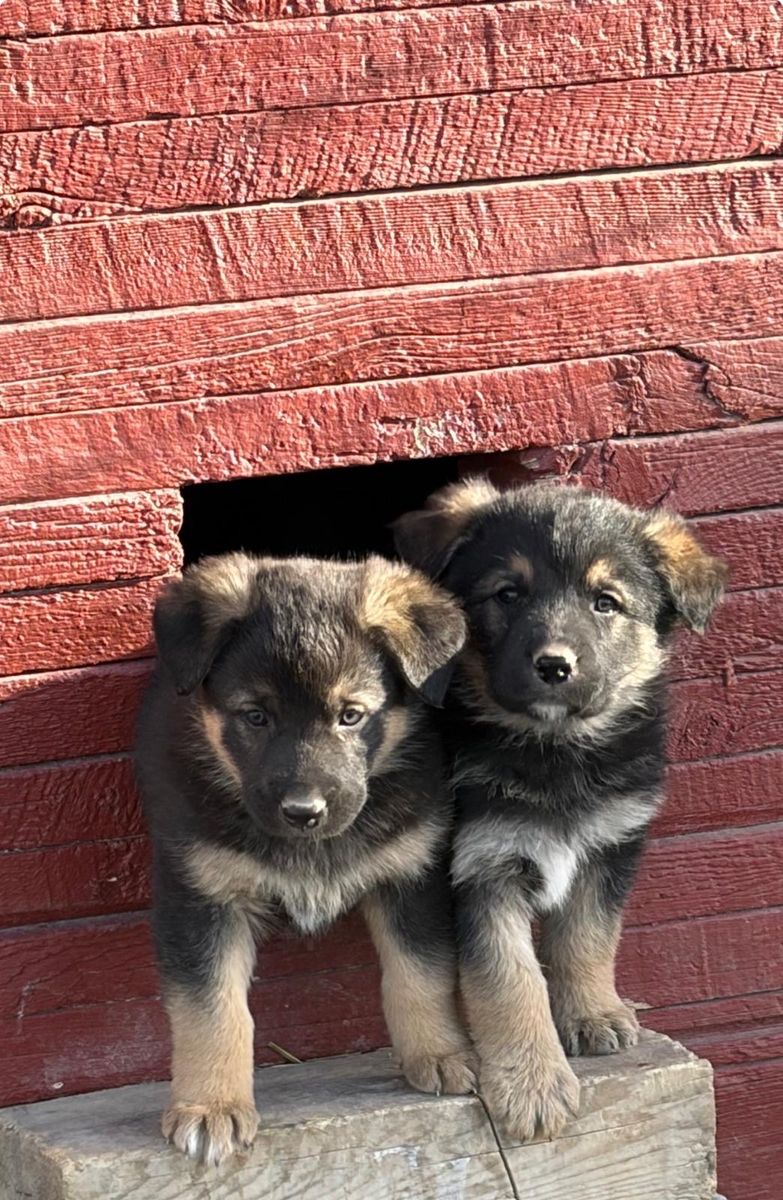 Aussie/german Shepherd Puppies