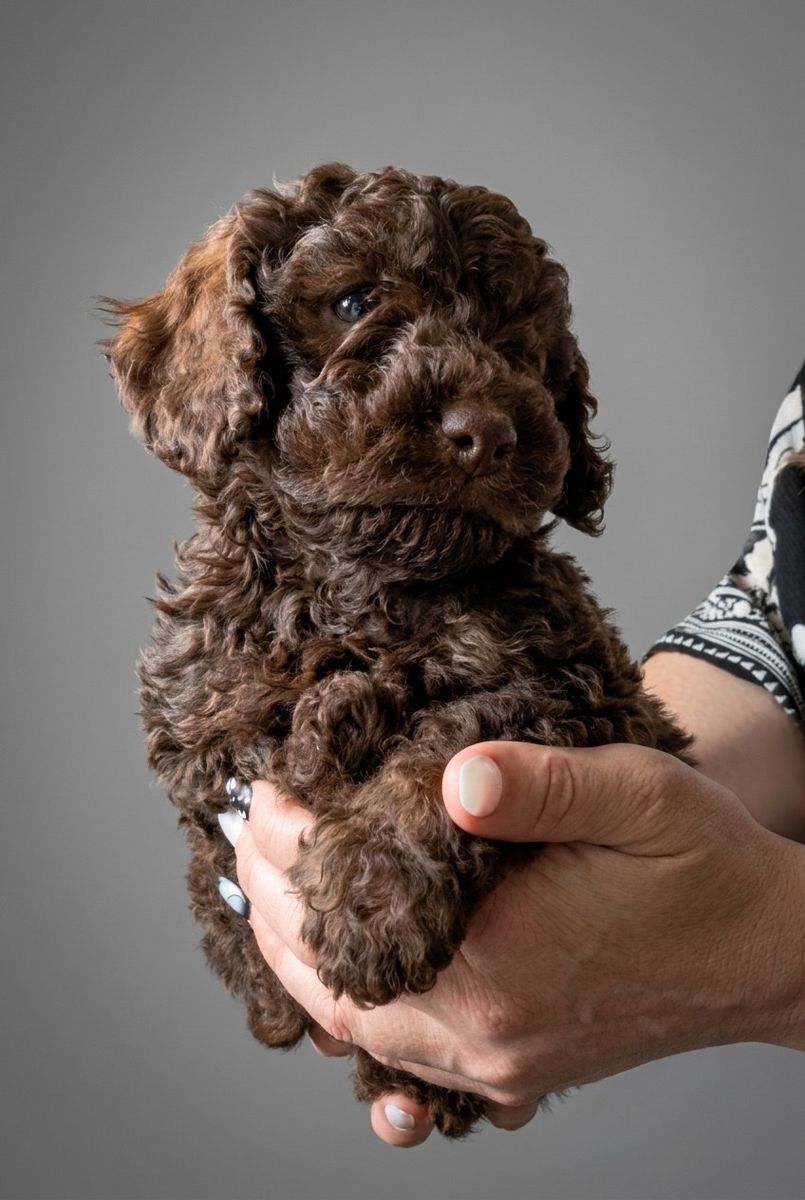 Mini Australian Goldendoodle