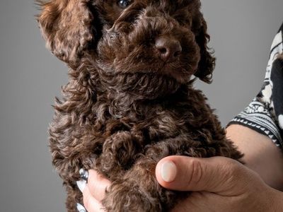 Mini Australian Goldendoodle