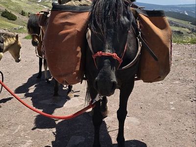 Mustang mare