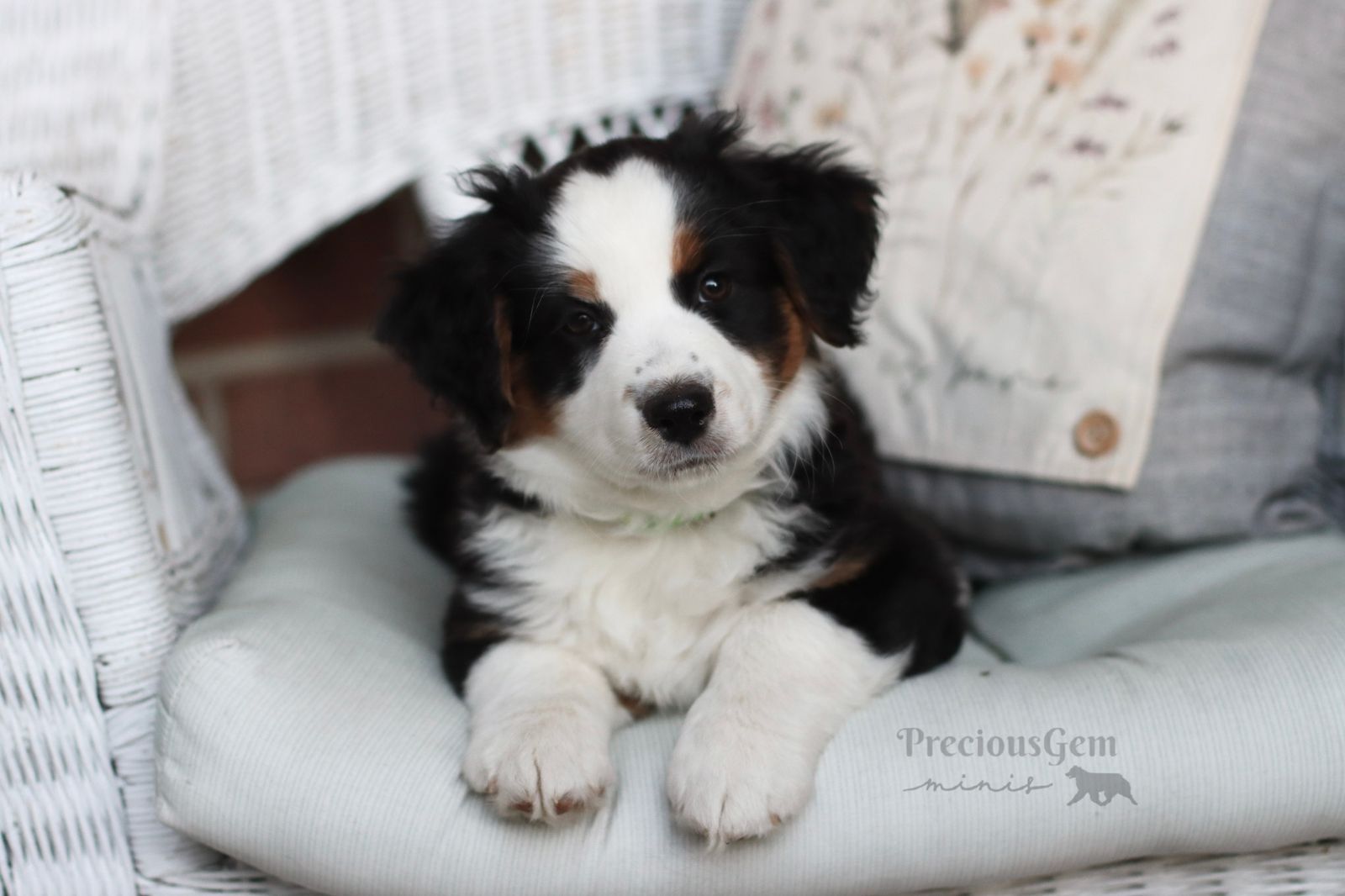 AKC Miniature American Shepherd Puppy (AKA Mini Australian Shepherd)