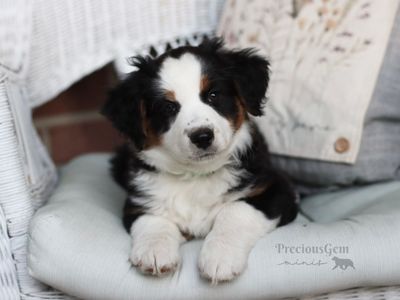 AKC Miniature American Shepherd Puppy (AKA Mini Australian Shepherd)