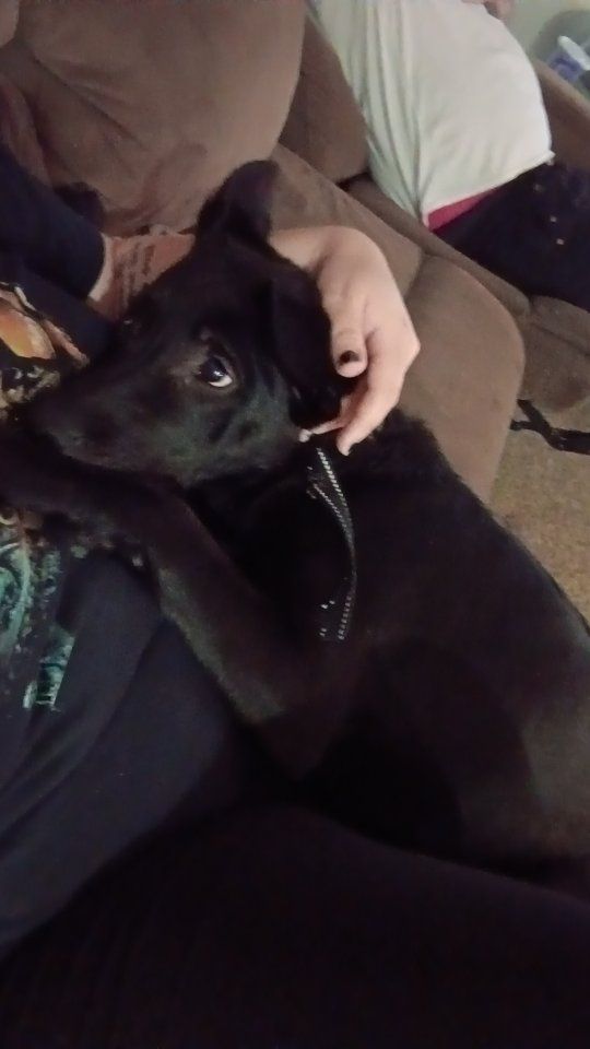 6 month old German shepherd mix for rehome