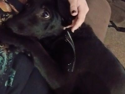 6 month old German shepherd mix for rehome
