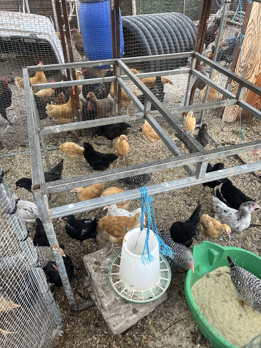 Juvenile chickens