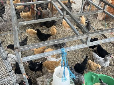 Juvenile chickens