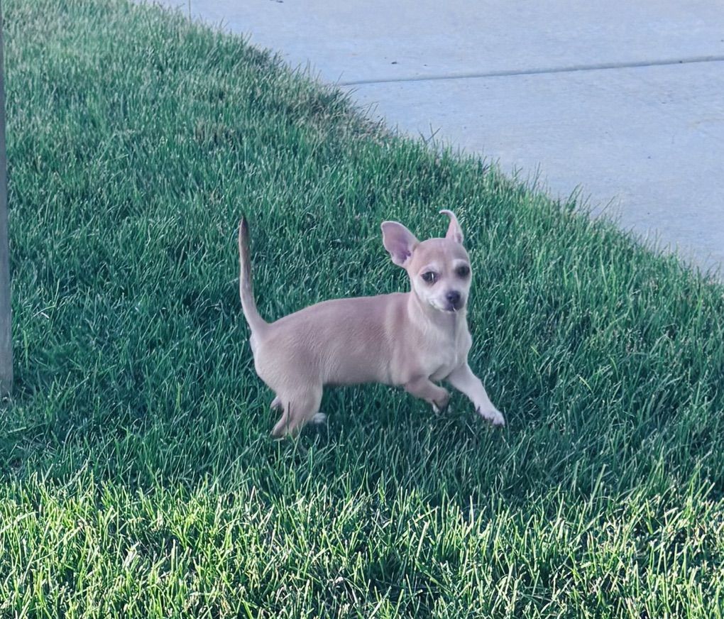 Female Chiuahua For Sale