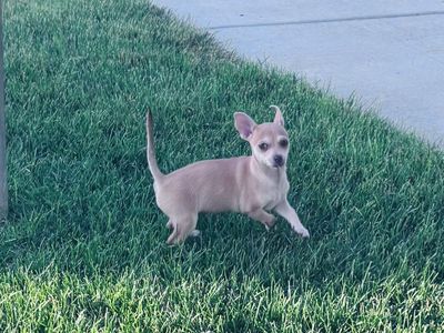 Female Chiuahua For Sale