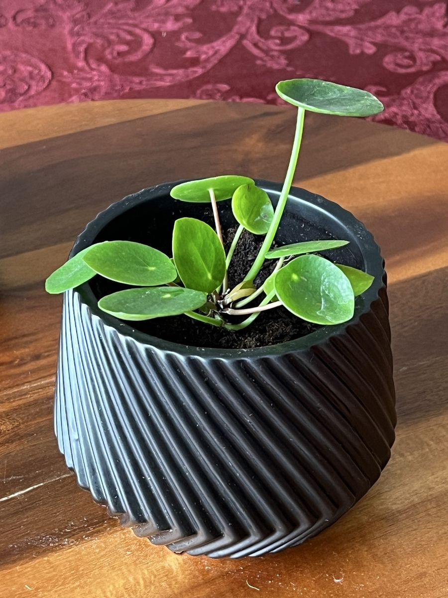 Pilea-Chinese Money Plant