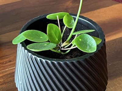 Pilea-Chinese Money Plant