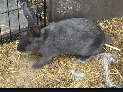 Bunnies