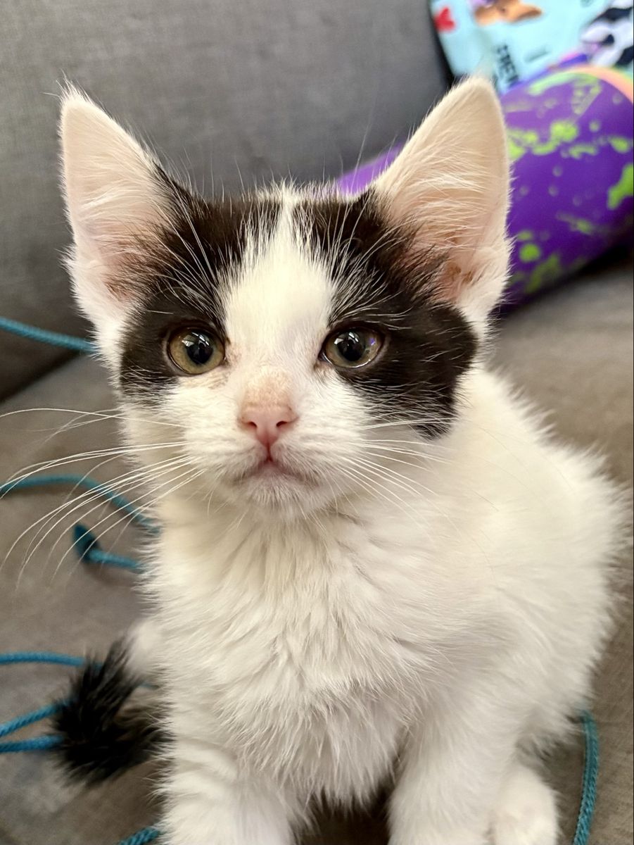 Adorable Black & White Kitten - Ready for a Loving Home!