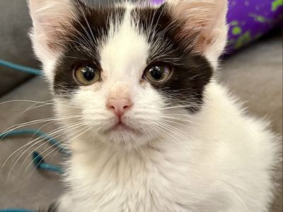 Adorable Black & White Kitten - Ready for a Loving Home!