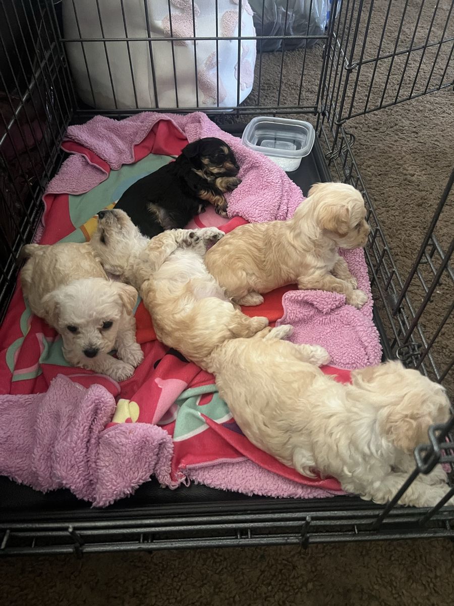 Adorable Fluffy mini tiny Poodle Mix Puppies (3boys 1 girl)
