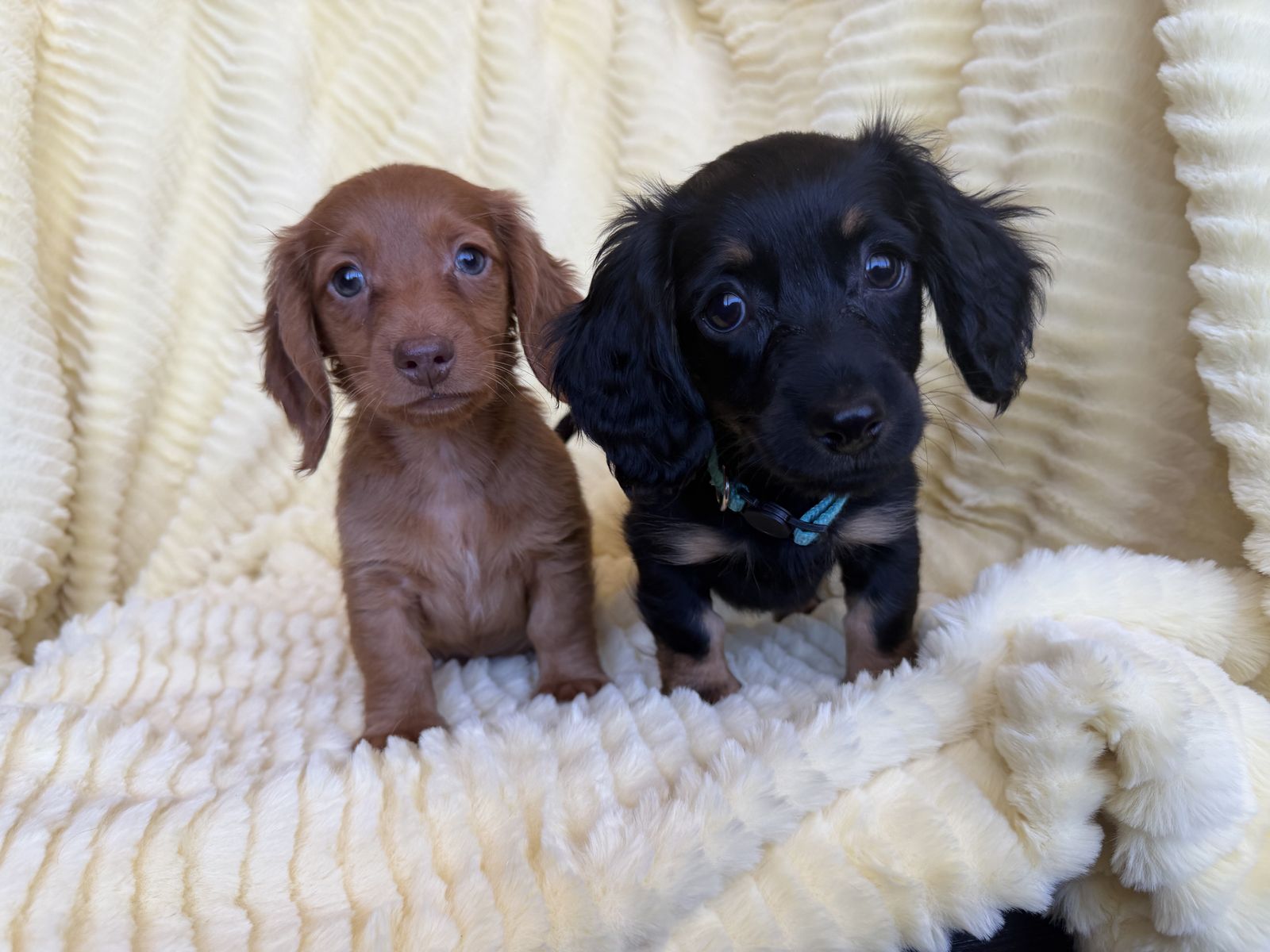 Tini Weenie Dachshunds