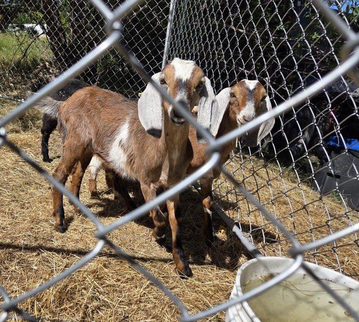2 Nubian Wether goats, Friendly! disbudded. weed eaters.  companion goat