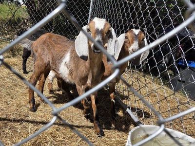 2 Nubian Wether goats, Friendly! disbudded. weed eaters. companion goat