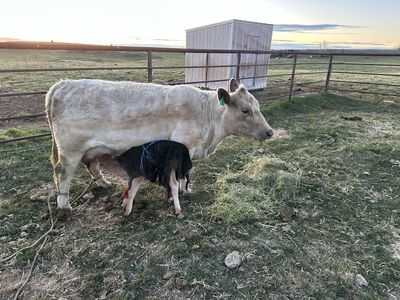 Murray Gray cow 4 years old