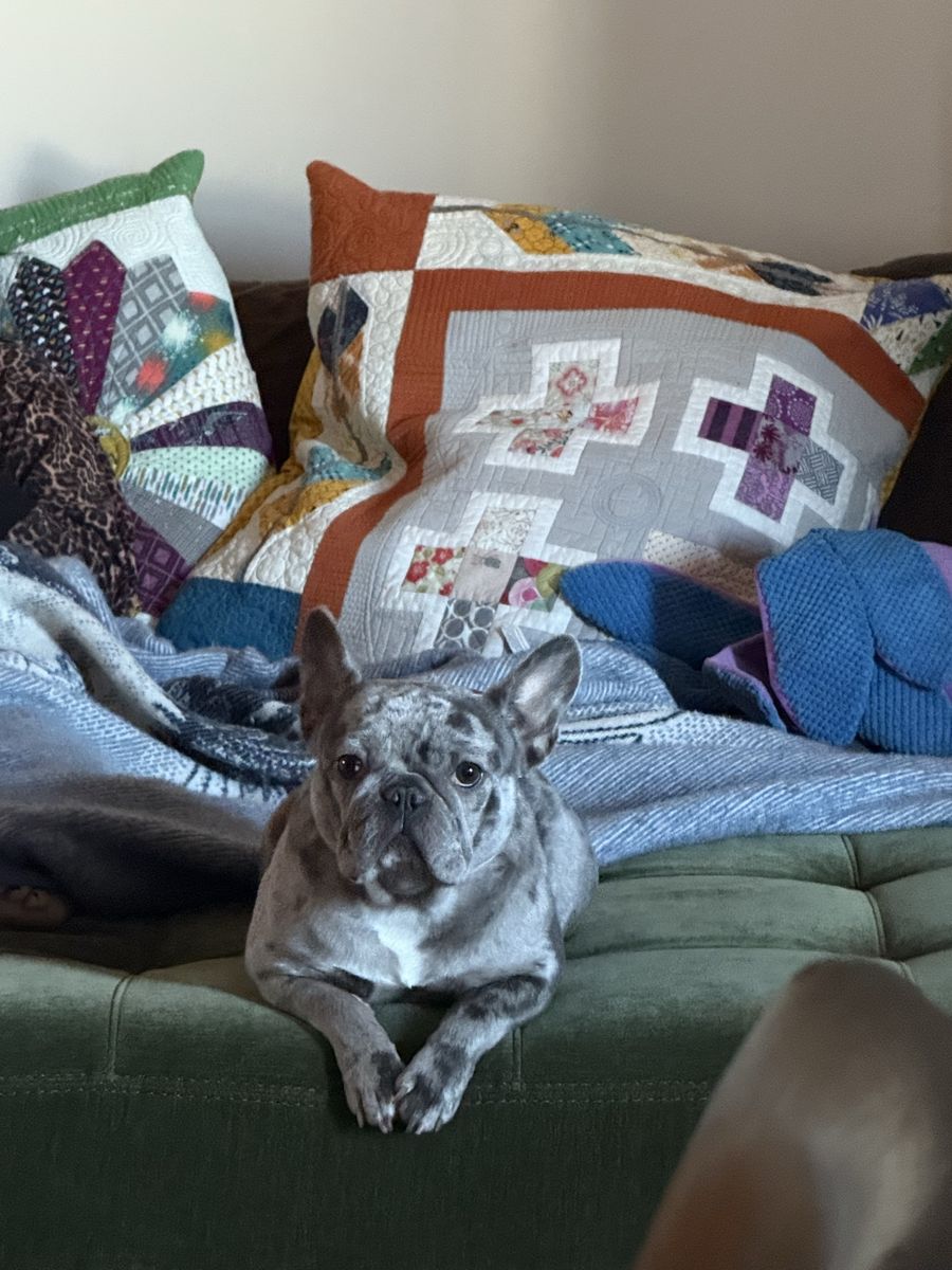 Female 1 Year Old French bulldog