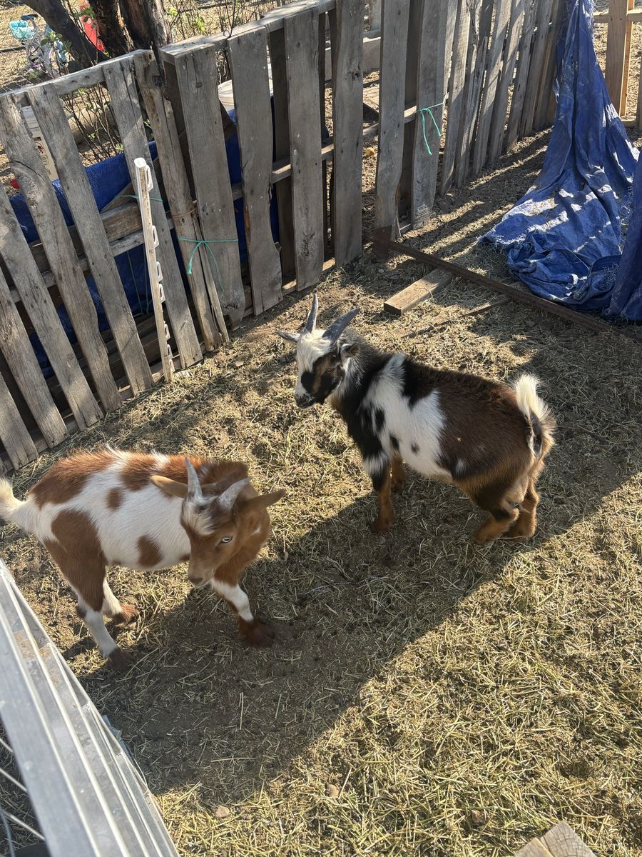 Nigerian dwarf Bucklings