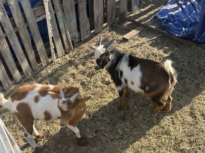 Nigerian dwarf Bucklings