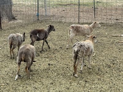 5 Black Belly Ewe Lambs
