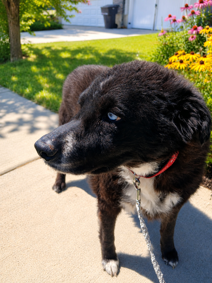 Husky/German Shepherd Mix Senior