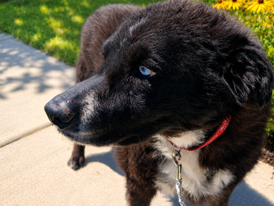 Husky/German Shepherd Mix Senior