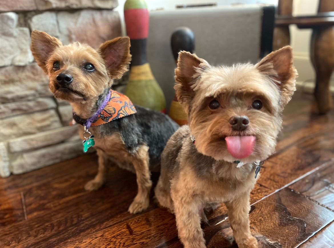 Established Pet Sitting and Dog Walking Business