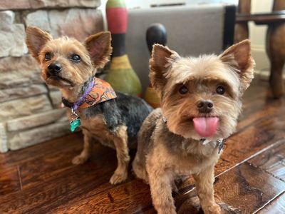 Established Pet Sitting and Dog Walking Business