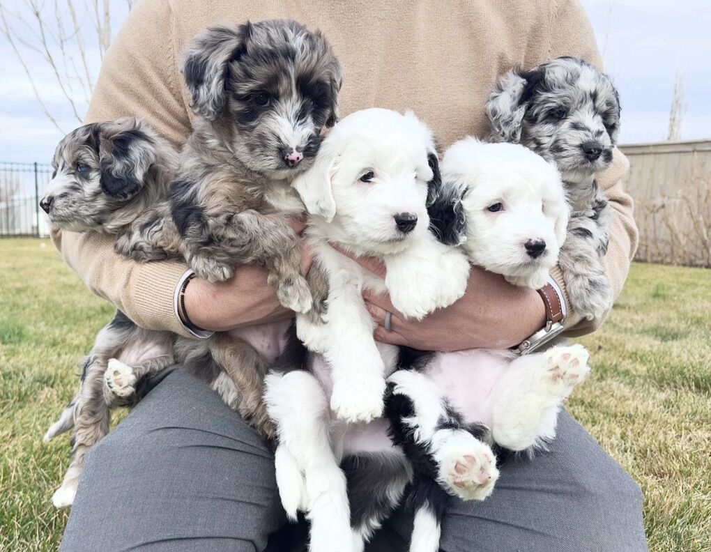 Sheepadoodle Puppies