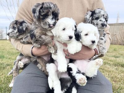 Sheepadoodle Puppies