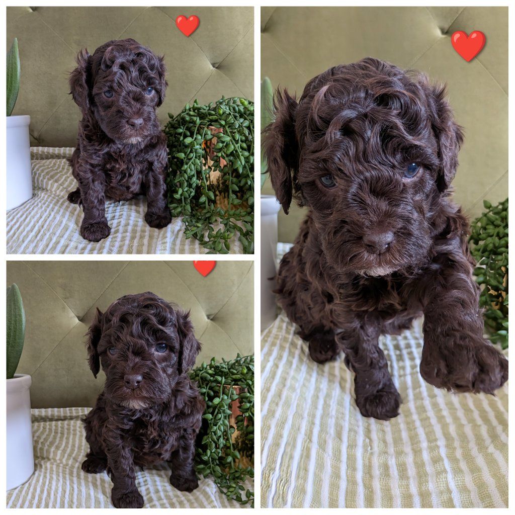 F1B Cockapoos Puppies