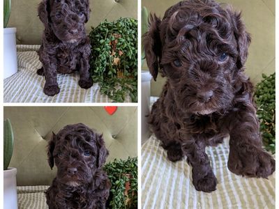 F1B Cockapoos Puppies