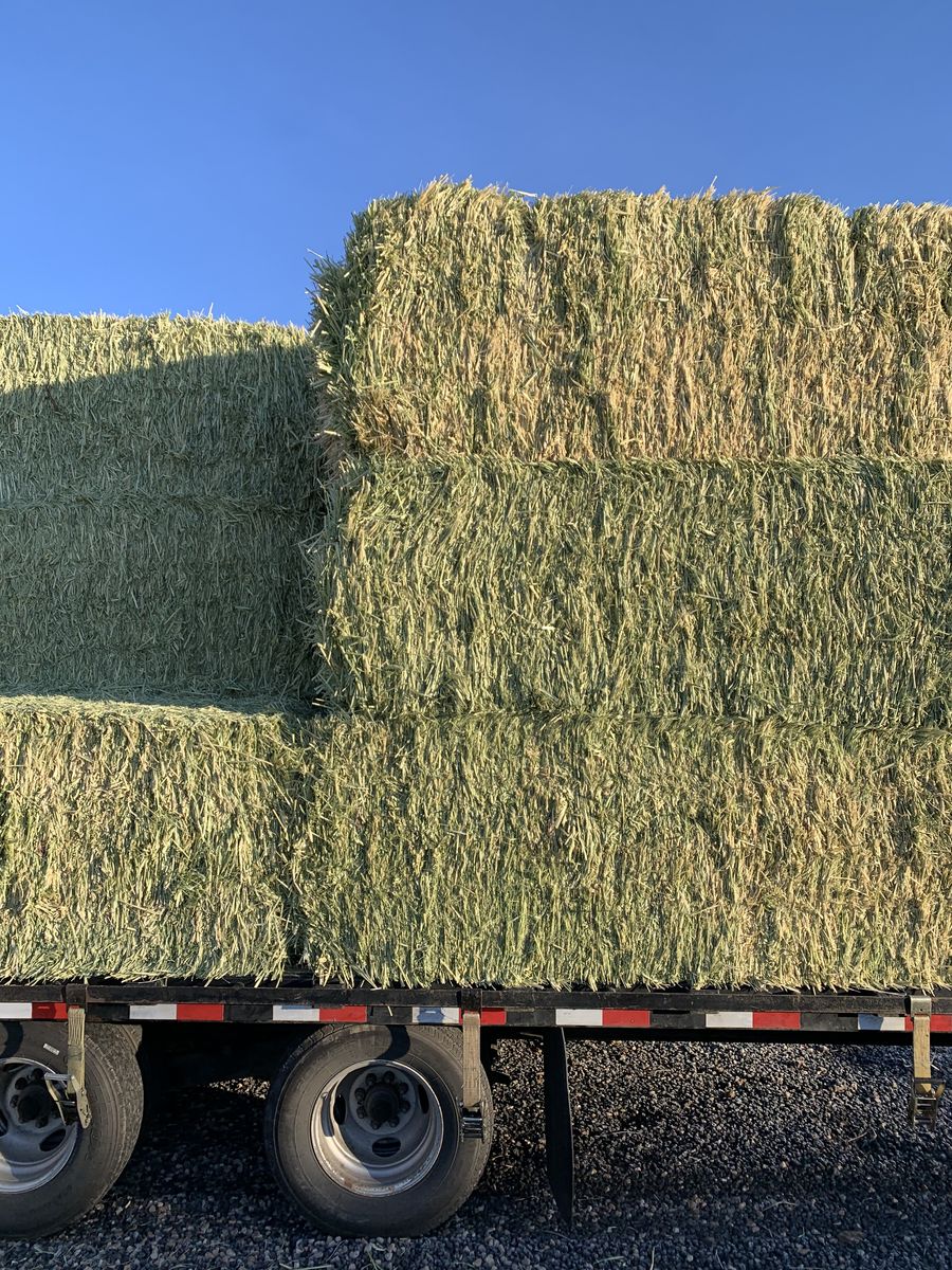 3x3x8 Alfalfa Hay