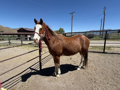 13-Year-Old Grade Paint Gelding
