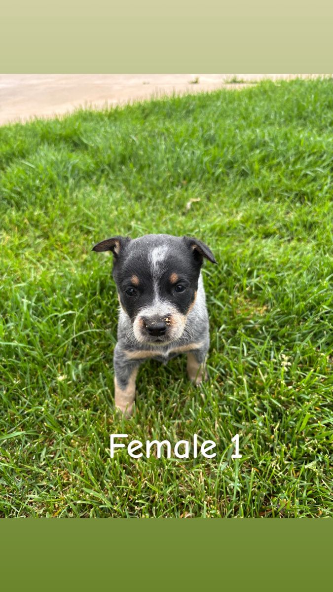 Mini purebred blue Heeler pups