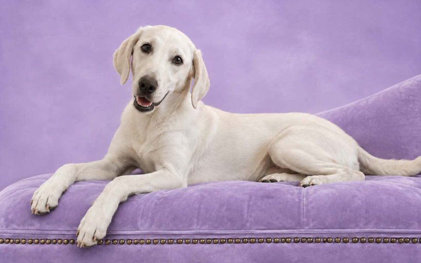 AKC - Professionally Trained White Lab  Female