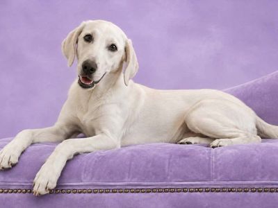 AKC - Professionally Trained White Lab Female