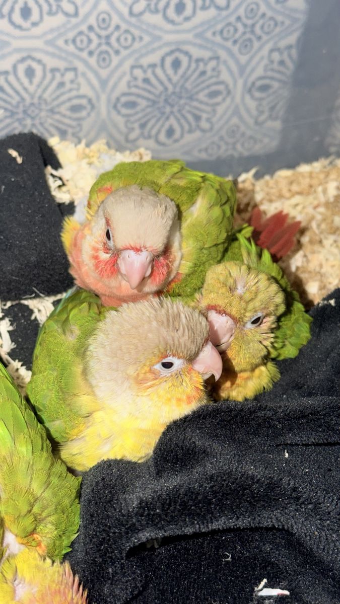 Green Chick conure