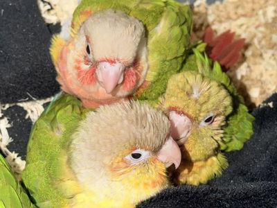 Green Chick conure