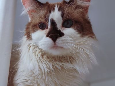 Hello my name is Catty