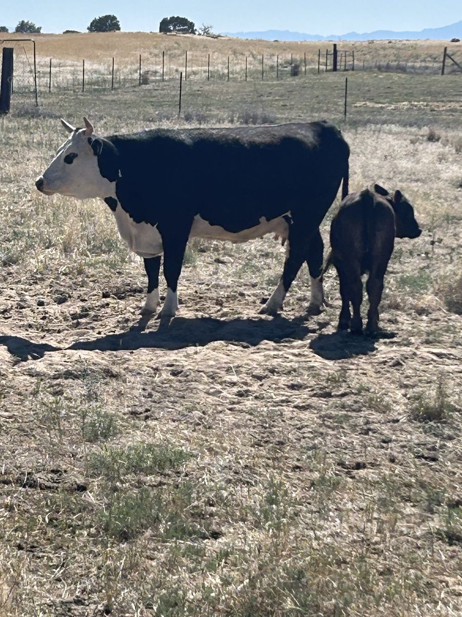 Horned Hereford pairs