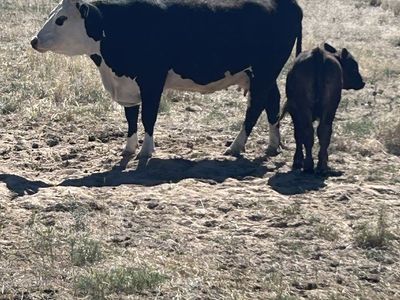 Horned Hereford pairs