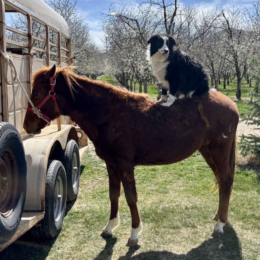 Grade Mare – QH/Pony Cross – Coming 2-Year-Old