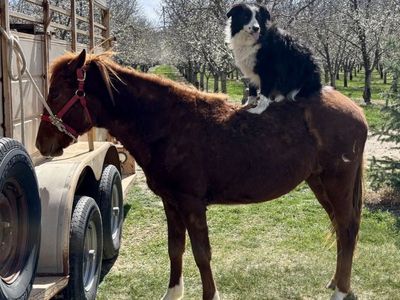 Grade Mare – QH/Pony Cross – Coming 2-Year-Old