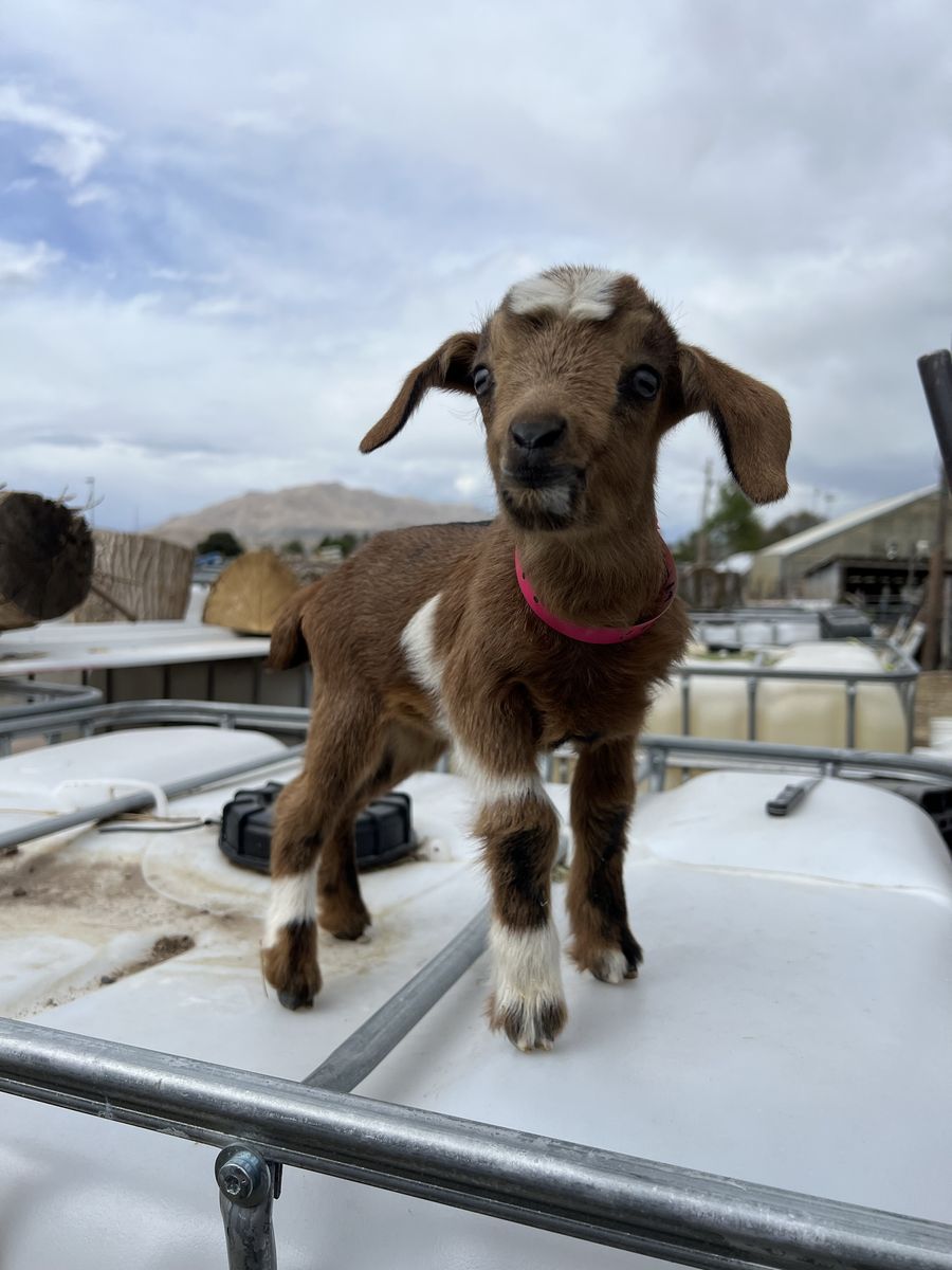 Blue Eyed Nigerian Dwarf Bottle Baby Doeling