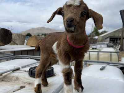 Blue Eyed Nigerian Dwarf Bottle Baby Doeling
